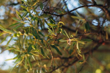 Alyans zeytin ağacı içinde bir iş parçacığı üzerinde