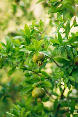Karadağ'daki bir ağaçta nar meyve