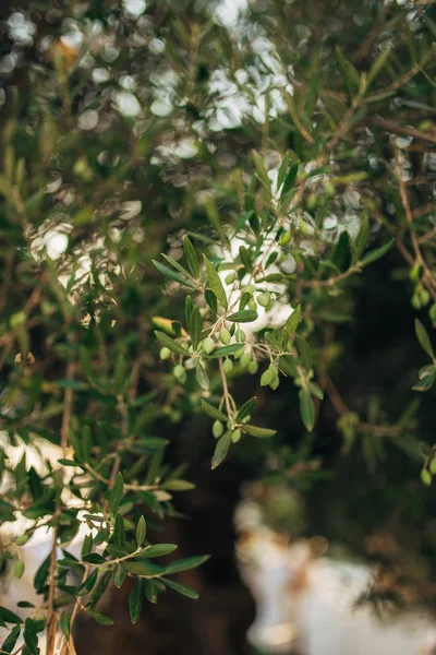 Ramas y hojas de un olivo en un olivar — Foto de Stock