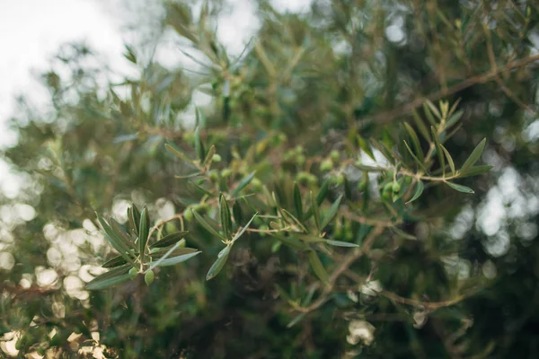 Ramas y hojas de un olivo en un olivar — Foto de Stock