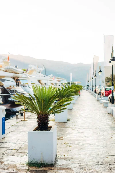 Date palm in Montenegro — Stock Photo, Image