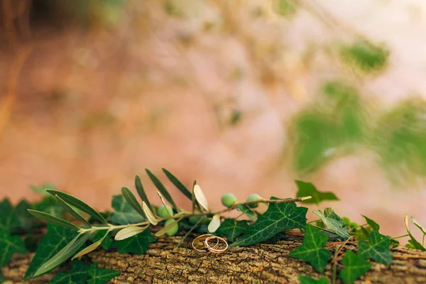 Trouwringen op een draad in de olijfboom — Stockfoto