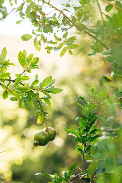 Frutos de granada en un árbol en Montenegro — Foto de Stock