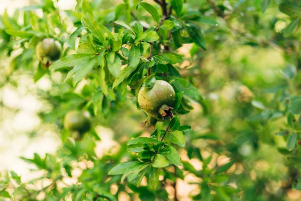 Frutos de romã em uma árvore em Montenegro — Fotografia de Stock