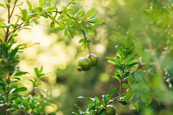 Frutos de romã em uma árvore em Montenegro — Fotografia de Stock