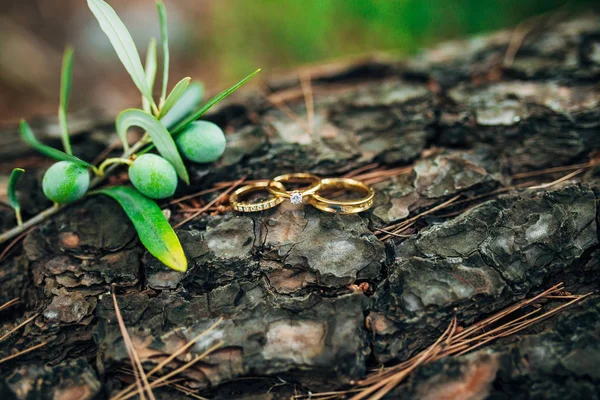 Los anillos de boda en el hilo en el olivo — Foto de Stock