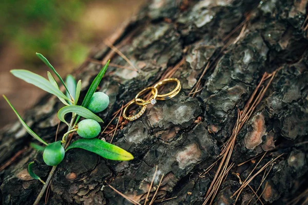 Los anillos de boda en el hilo en el olivo — Foto de Stock