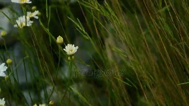 Fleurs en fleurs marguerites 