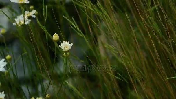 Bloeiende bloemen madeliefjes — Stockvideo