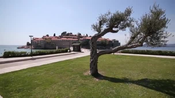 The territory of the park Sveti Stefan in front of the island. M — Stock Video