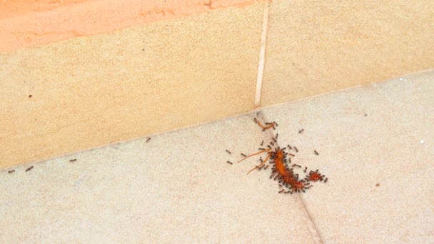Myrorna äter en tusenfoting — Stockvideo