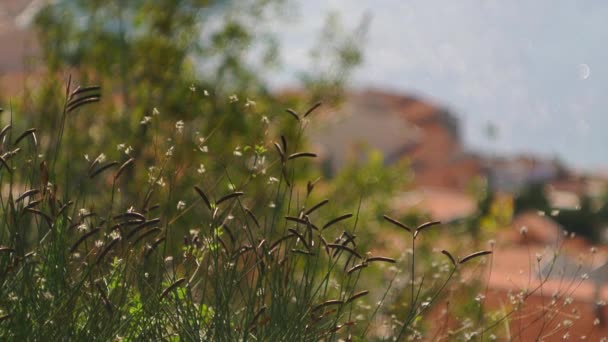 Textura de hierba en el parque — Vídeo de stock