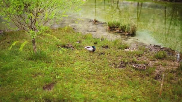 Wilde eenden op het meer — Stockvideo