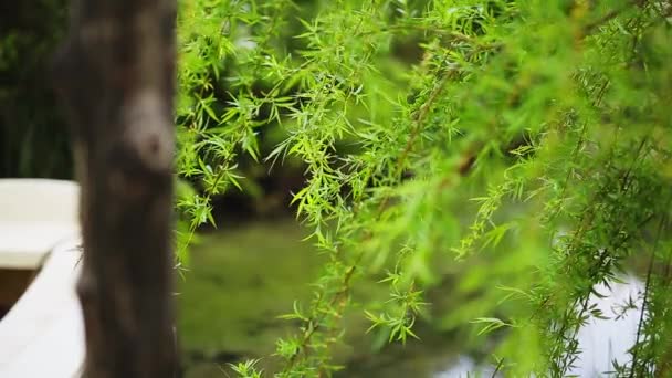 Groene wilg takken van een boom — Stockvideo