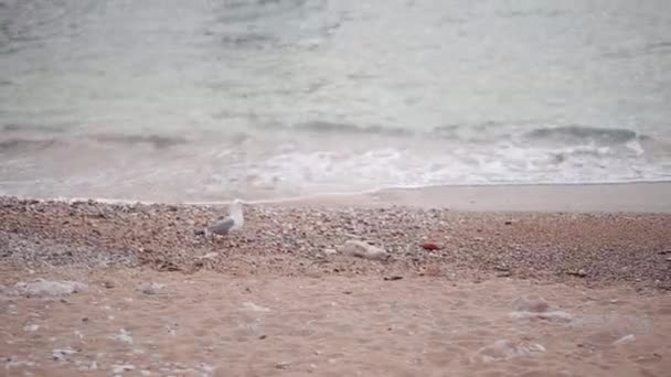 小石のビーチでのカモメ。彼は、ビーチに沿って歩く — ストック動画