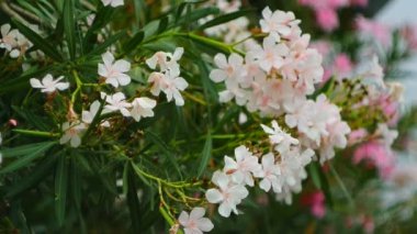 Çiçekli zakkum ağaçları Karadağ, Adriyatik Denizi ve