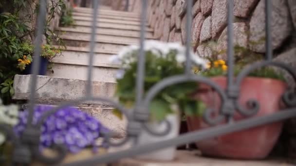 Flores Osteospermum en una olla de barro marrón en las escaleras y forjar — Vídeo de stock