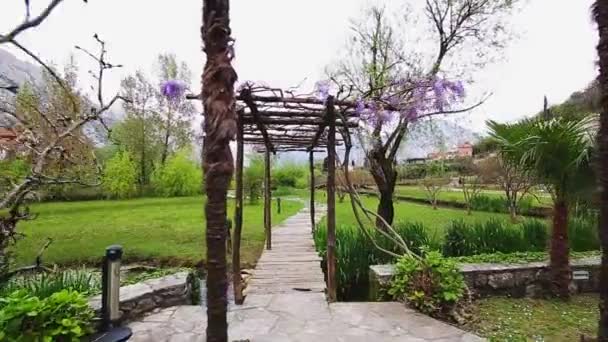 Цветущая древесная вистерия в Черногории, на Адриатике и Балке — стоковое видео