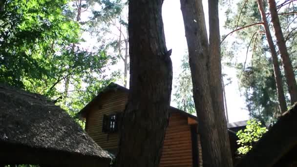 Dům v lese — Stock video