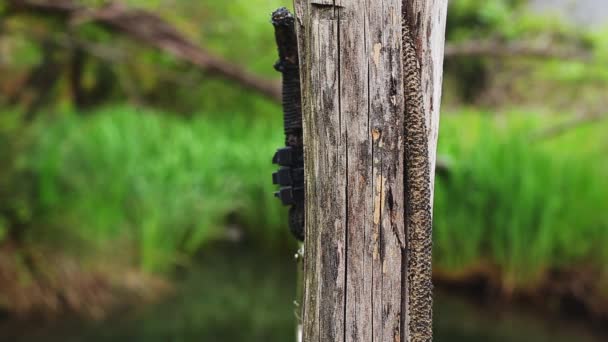 Textura de corteza de árbol en el bosque — Vídeos de Stock