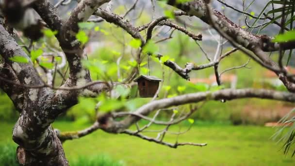 Una pajarera en el árbol. Una pajarera casera hecha por schoolchil — Vídeos de Stock