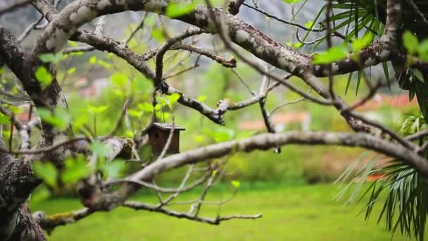 A birdhouse on the tree. A homemade birdhouse made by schoolchil — Stock Video