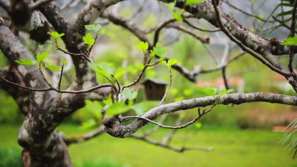 Una pajarera en el árbol. Una pajarera casera hecha por schoolchil — Vídeo de stock