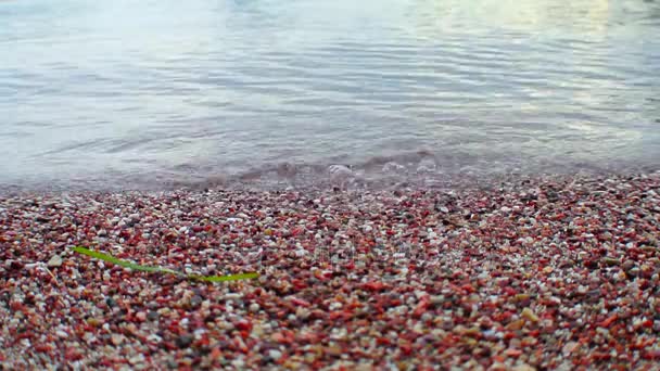 Guijarros en la playa. Textura de la orilla del mar. El mar Adriático — Vídeo de stock