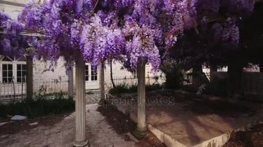 Çiçekli ağaç wisteria Karadağ, Adriyatik ve inat