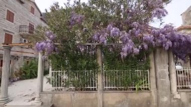 Çiçekli ağaç wisteria Karadağ, Adriyatik ve inat