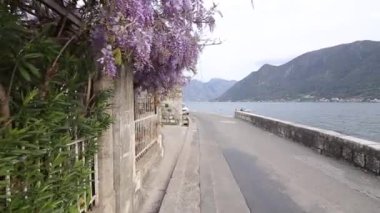 Çiçekli ağaç wisteria Karadağ, Adriyatik ve inat