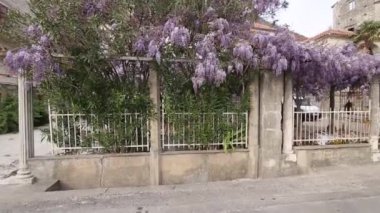 Çiçekli ağaç wisteria Karadağ, Adriyatik ve inat