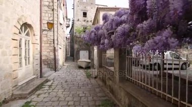 Çiçekli ağaç wisteria Karadağ, Adriyatik ve inat