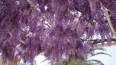 Çiçekli ağaç wisteria Karadağ, Adriyatik ve inat