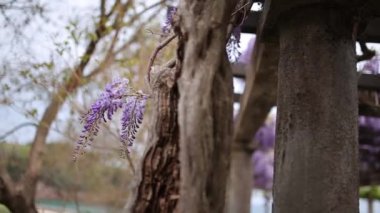 Çiçekli ağaç wisteria Karadağ, Adriyatik ve inat