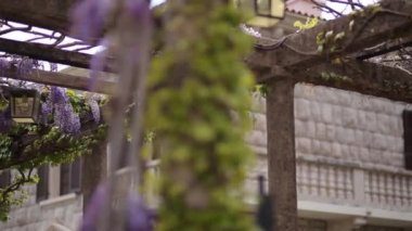Çiçekli ağaç wisteria Karadağ, Adriyatik ve inat