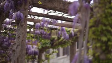 Çiçekli ağaç wisteria Karadağ, Adriyatik ve inat