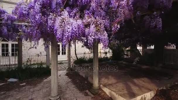 Virágzó fa wisteria Montenegróban, az Adriai-tenger és a Balk — Stock videók