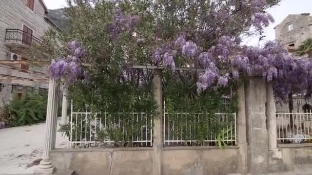 Wisteria de árboles con flores en Montenegro, el Adriático y el Balk — Vídeo de stock