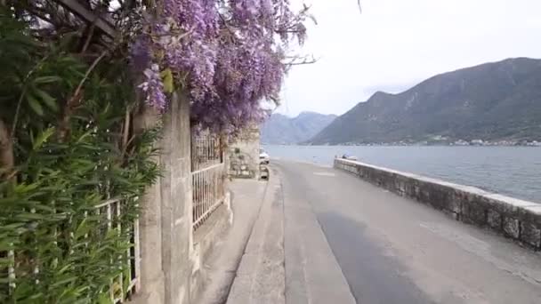 Çiçekli ağaç wisteria Karadağ, Adriyatik ve inat — Stok video