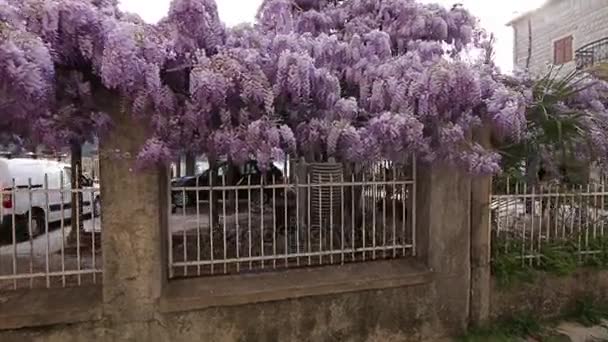 Çiçekli ağaç wisteria Karadağ, Adriyatik ve inat — Stok video