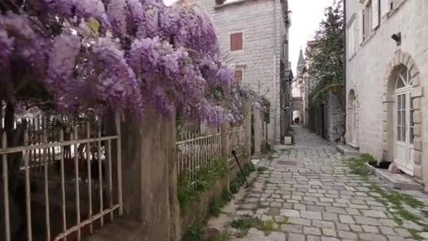 Wisteria de árboles con flores en Montenegro, el Adriático y el Balk — Vídeos de Stock