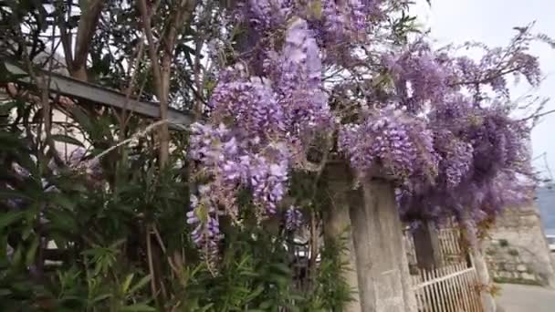 Floraison de la glycine des arbres au Monténégro, dans l'Adriatique et le Balk — Video