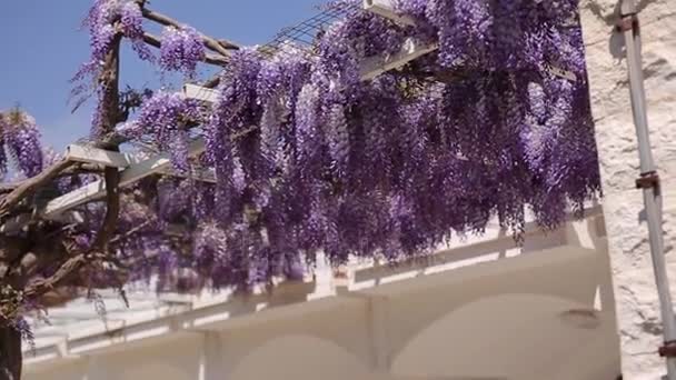 Ανθίζοντας δέντρο wisteria στο Μαυροβούνιο, στην Αδριατική και το αποφεύγουν να προβούν — Αρχείο Βίντεο