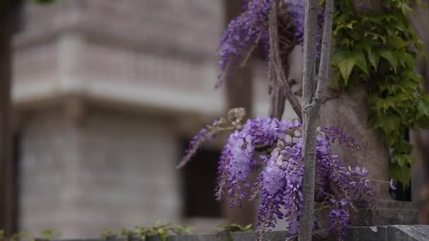 Ανθίζοντας δέντρο wisteria στο Μαυροβούνιο, στην Αδριατική και το αποφεύγουν να προβούν — Αρχείο Βίντεο