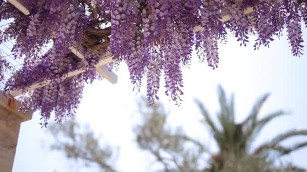 Квітучі дерева Вістерія у Чорногорії, Адріатики і бруса — стокове відео