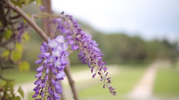 Kwitnące drzewo wisteria w Czarnogórze, Adriatyku i kłody — Wideo stockowe
