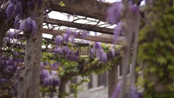 Ανθίζοντας δέντρο wisteria στο Μαυροβούνιο, στην Αδριατική και το αποφεύγουν να προβούν — Αρχείο Βίντεο