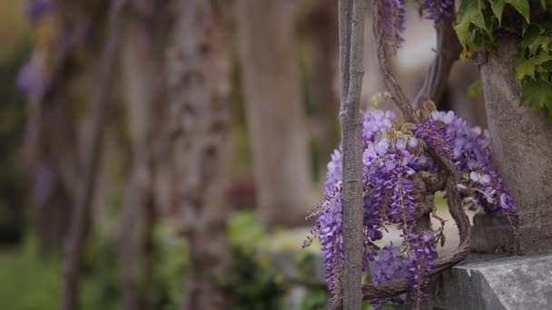 Kwitnące drzewo wisteria w Czarnogórze, Adriatyku i kłody — Wideo stockowe