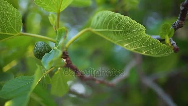 Ripened figs, green fruit — Stock Video